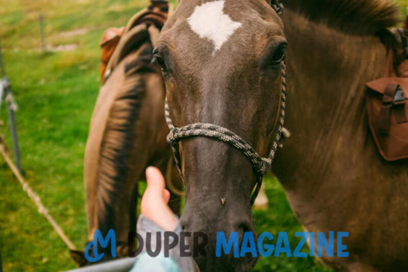 NS Horse Screen: A New Era in Horse Health Technology